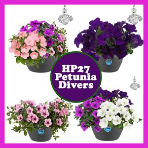 Afbeelding van HP27 Petunia Divers